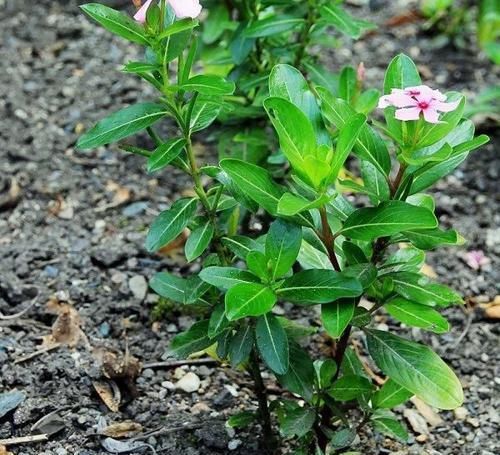『长春花』长春花保持全年有花朵观赏的几个技巧,你都掌握了没