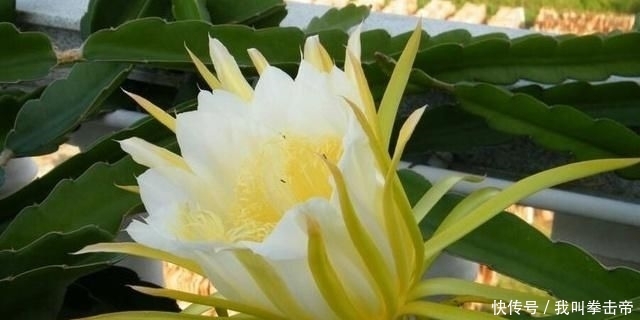  果实|农村一种植物，花朵比果实更珍贵，却少有人知，常被忽视