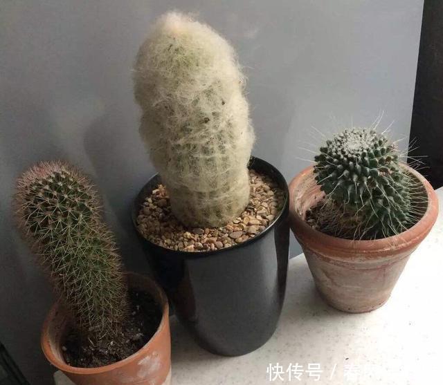  肥壮■给仙人球浇水，有4字“口诀”，一棵棵肥肥壮壮，翠绿又漂亮