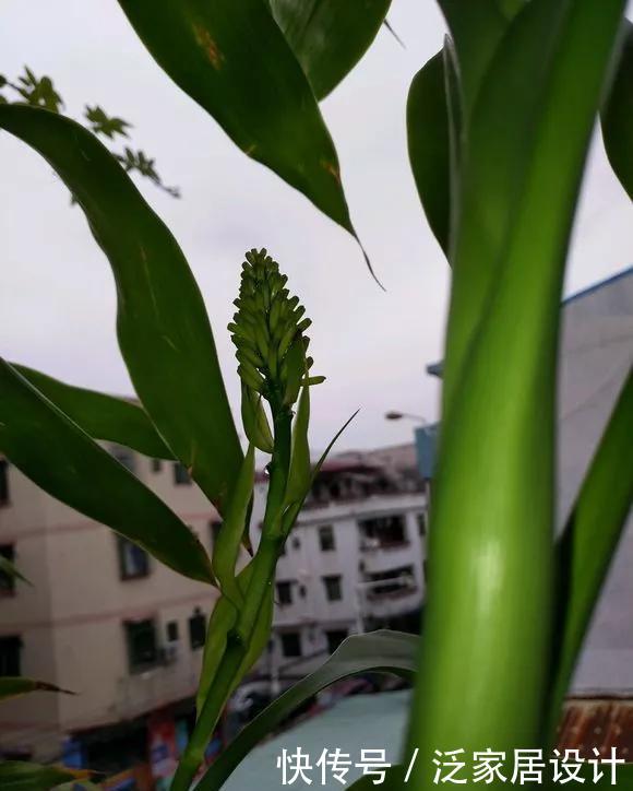 『兴旺』客厅一盆镇宅花,美化家居,旺家宅,越养越兴旺