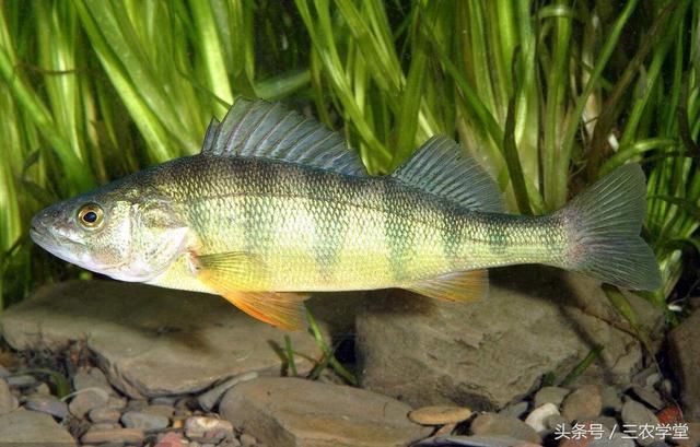 2017淡水鱼养殖面积