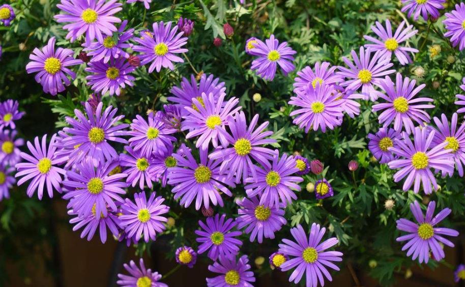  「花色」喜欢在家中养护花卉，就选5种花卉，花姿卓越，花色绚丽，非常美