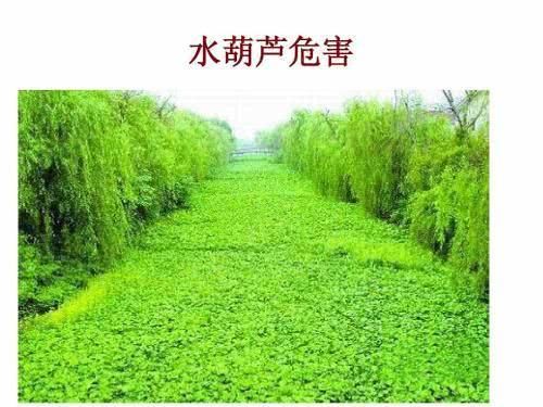 入侵我国的物种“水葫芦”，如今都去哪了？老外：中国人真聪明！
