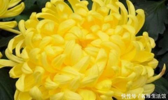 「花型」新手养花就养一盆“秋水明月”,花型饱满,金光灿烂,适合盆栽养