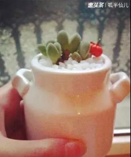  『白菜』多肉断水12天,绿白菜秒变红舞娘,想要上色就得...