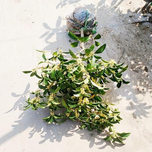  室内外■喜欢花的人有福了！家里种这几款“植物花”，好养耐活，忒漂亮
