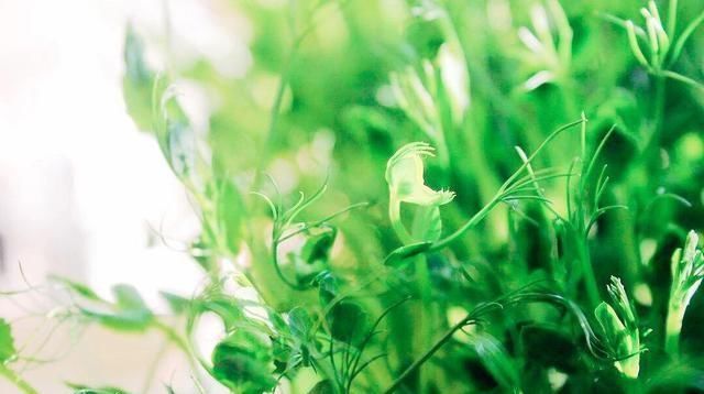 「蔬菜」北方春天吃什么时令蔬菜好?老厨师说:10种露地应季蔬菜可多吃!