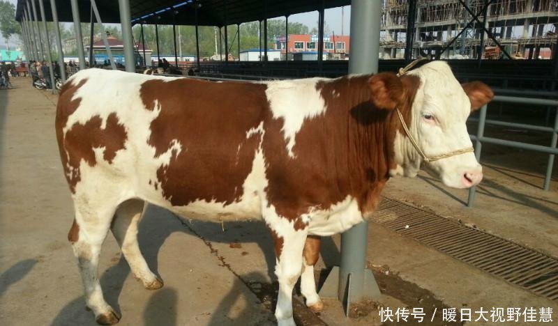  「资金」回农村养10头牛，大概要准备多少资金，能赚多少钱