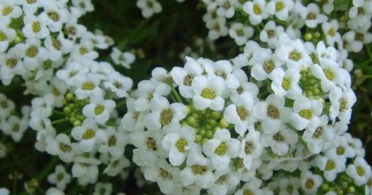 【盆栽】此花,匍匐生长,幽香宜人,亦宜于岩石园墙缘栽种,也可盆栽。