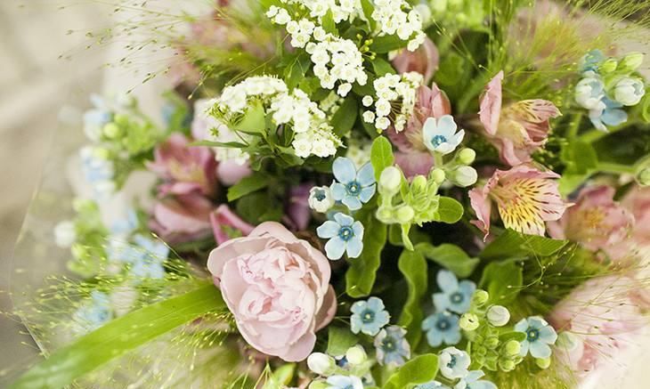  「开新」“花期仅一天，天天开新花”的“蓝星花”可四季常开，永不言败