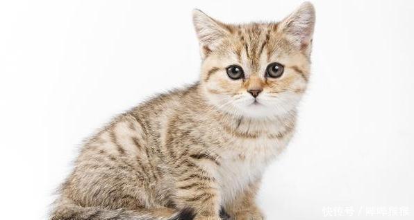  微观■薛定谔的猫是什么意思，指的是什么