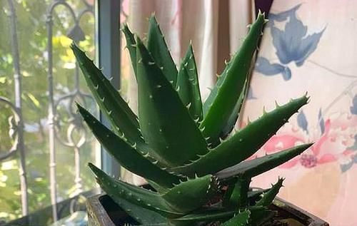  『芦荟』养芦荟，按照这个“路子”，蹭蹭冒小芽，叶片粗壮厚实，挤满盆