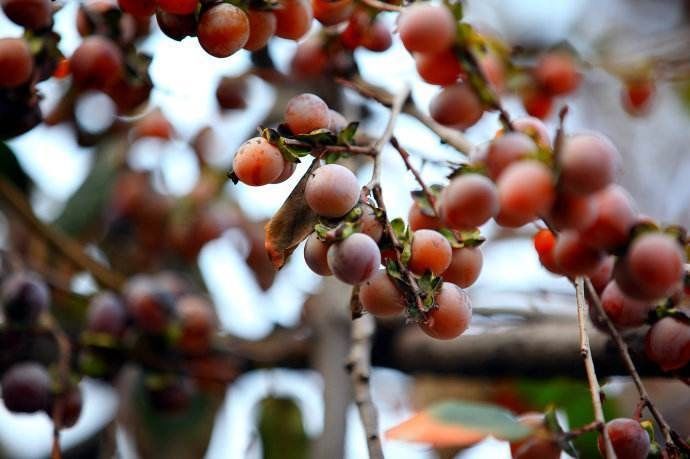  果子：乡下这种果子，黑不溜秋的果子，在河南的农村常见