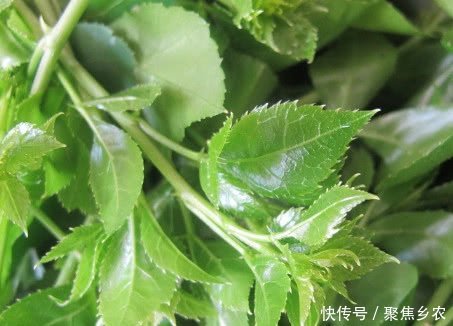 农村这种野草，炖鱼汤经常用到，功能齐全价格高达240元