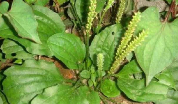  「见到」过去农村常见的一种野草，是珍贵的中草药，见到请别再