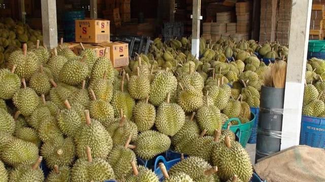 泰国榴莲大量滞销，卖不出去，当地商家却都说这都怪我们中国游客