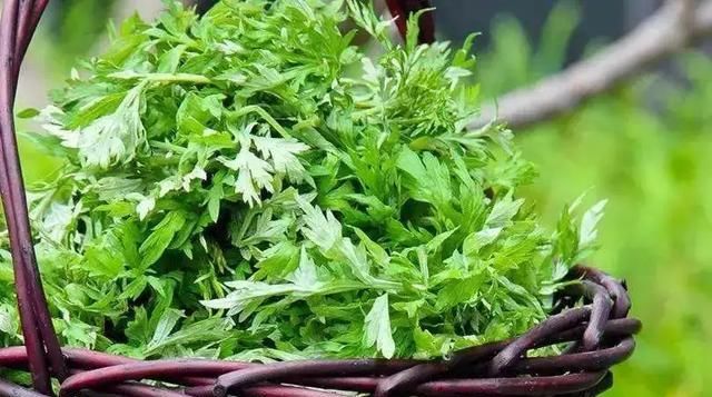 「有大」家里养3种花草,有大作用,既能观赏,驱蚊效果还非常好