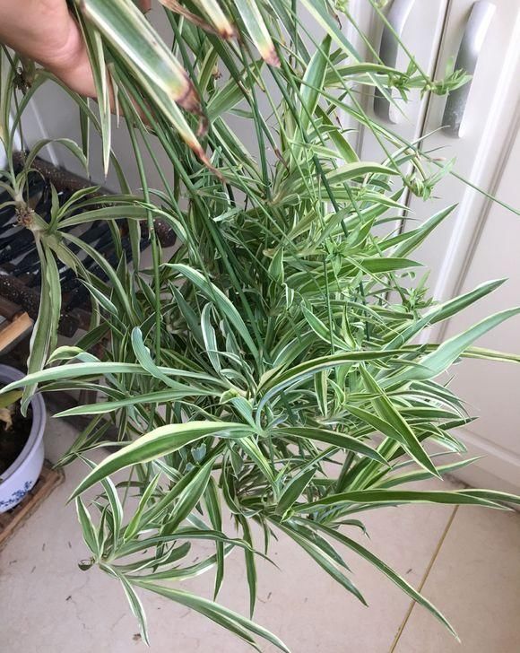 #秀丽#绿植能美化家居,4种绿植清新秀丽,叶子四季绿油油,寓意还很好