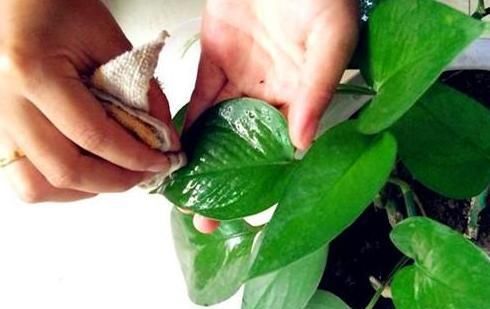 「比例」花叶怎么变成“青青草原”?4种“肥水”别错过,叶片碧绿有光泽