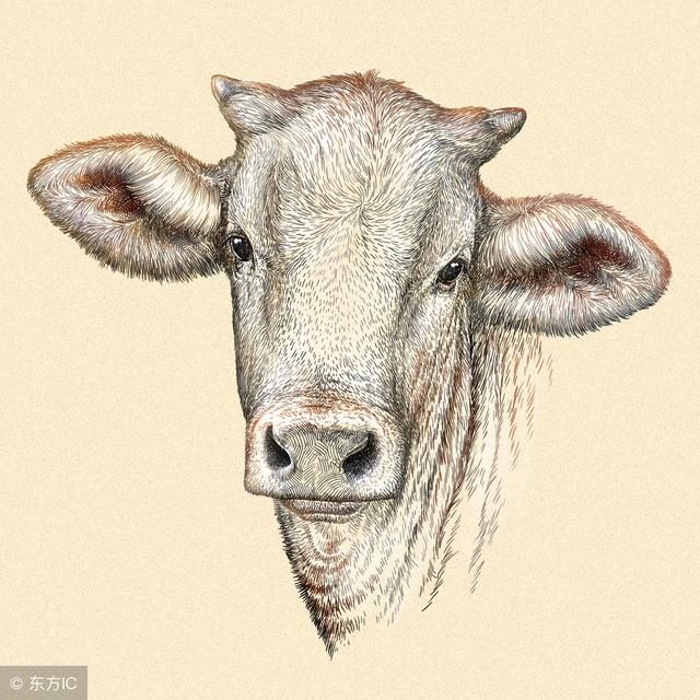 生肖牛 九月中旬心中充满阳光 爱笑的牛牛运气不会差 雪花新闻