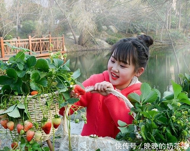 无花果:还在阳台种绿植现在流行养此些水果盆栽,好看又好吃