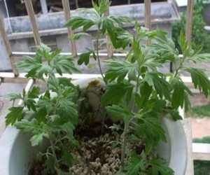  「夏季」家庭必备夏季防蚊草，家里种一盆，蚊子见了都害怕