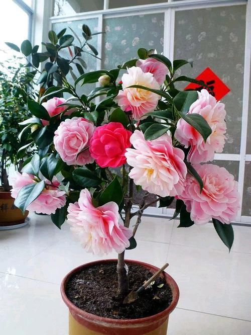 『观赏价值』中国产的世界名花，花形艳丽不逊牡丹，花期达半年，观赏价值极高