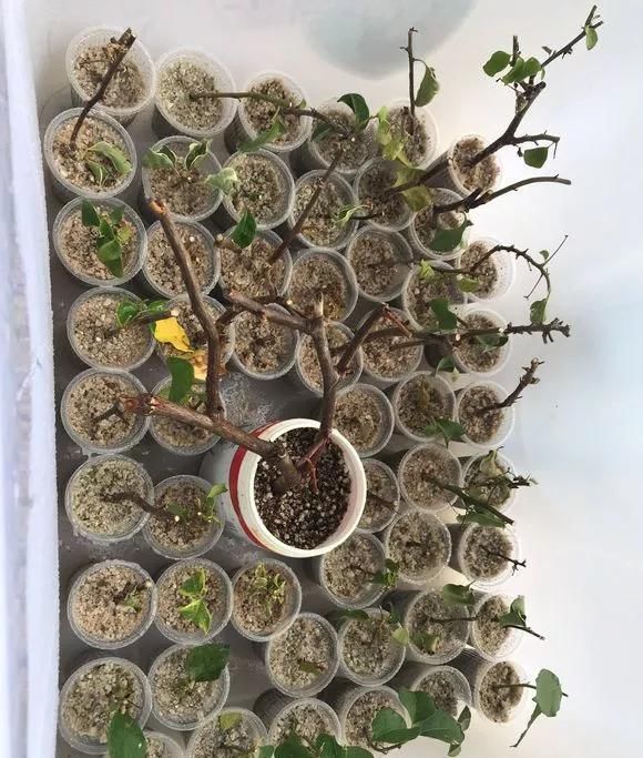 「水里」生活中的小药片,碾碎了丢在水里,用药片水浇花,不黄叶不烂根