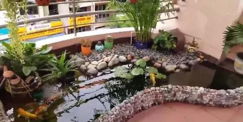  『人喜欢养』在阳台上砌一个鱼池，可拉风了，让外人一看就觉得你是个土豪！