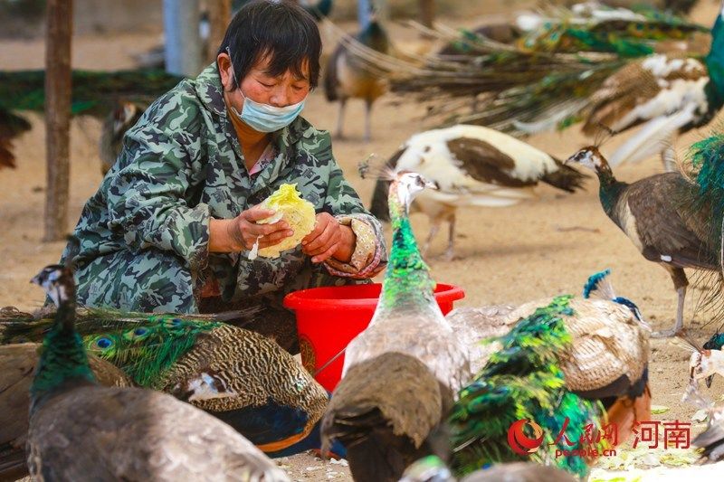  养殖|河南光山: 养殖蓝孔雀富乡亲