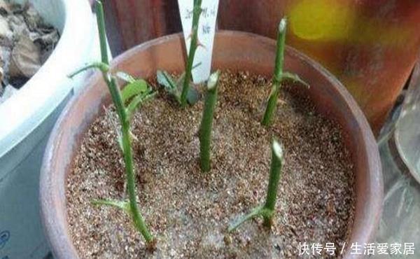  「插穗」扦插生根难？教你“5点”小技巧生根快成活高，但后面没想到