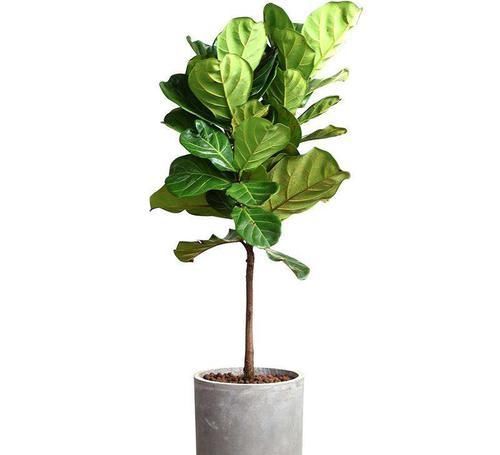  『想要琴叶』琴叶榕是常见的室内观赏植物，如何养护琴叶榕的主干更粗？
