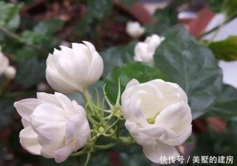 【轻松】这3种花天生就是蚊子的克星!夏天放几盆轻松度夏,一觉到天亮