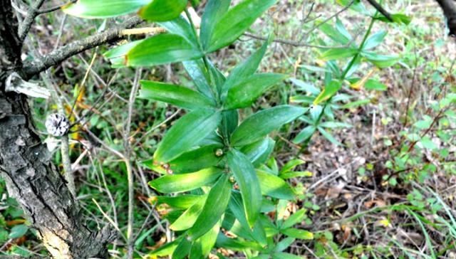  [黄精]大山里的宝，长得像生姜，市场价50块钱1斤，你们村还有吗？