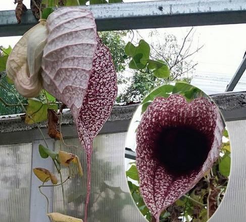 「大王花」这6种花“最臭”,开的再好看也没人养,第4种兰花能当“领带”