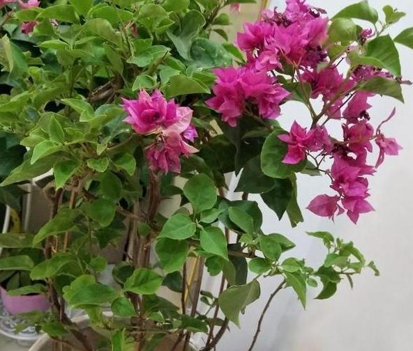 『催花』养殖三角梅用什么肥料好?生长靠黄豆肥,催花用上磷酸二氢钾