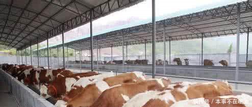 最适合农民朋友养殖的，应该是它们！！