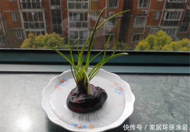  马蹄：厨房的“荸荠”发芽了，“泡”到杯中做成水培景，花友直说有创意