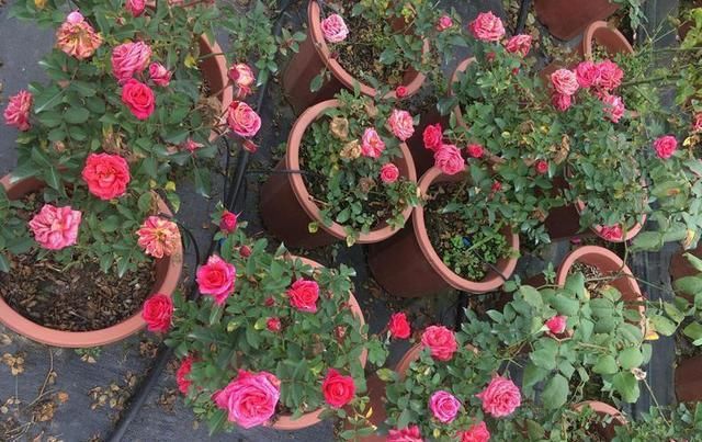  个妙：3个妙招养月季花,开花枝叶繁密,现在正是时候