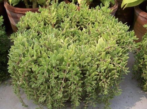  『植物』河岸上，若是看到一种“韩信草”，挖2棵养起来，价值比车前草高