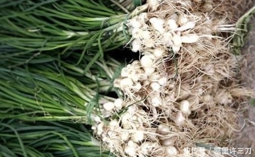  值钱|在干旱的山地里，1种植物像“杂草”，被称为“野蒜”，根茎值钱