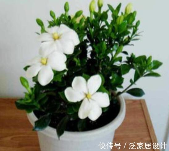  #养得好#新手养栀子花，最好用“此方法”养，叶子油绿不发黄，花开满盆