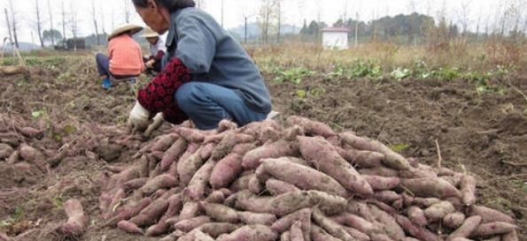  #收益#价格是普通红薯的5倍，供需缺口逐年增大，种植一亩收益6