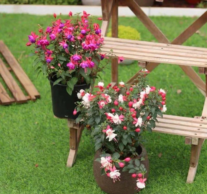 「喜欢疏松肥沃」八种不爱晒太阳的花,一晒就发蔫!