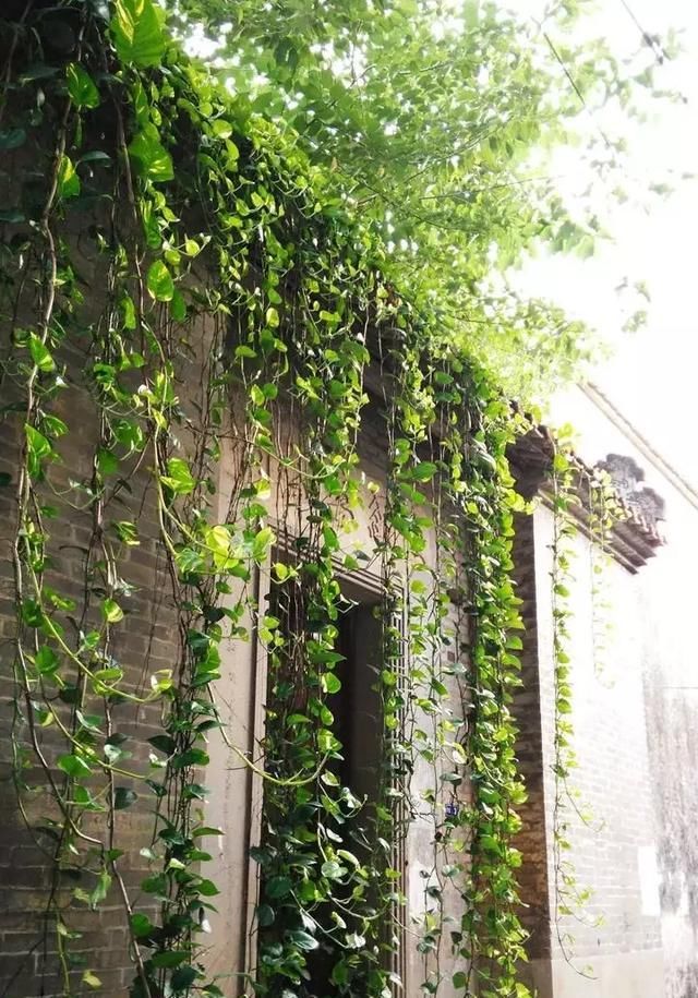 [窜成]18种花，挂窗台窜成绿窗帘，天热了遮阴真凉快！