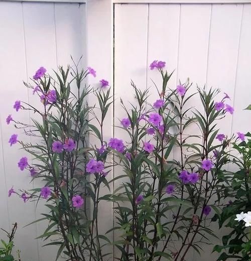  「观花」这种名叫兰花草的植物，是不是你要找的观花植物呢？