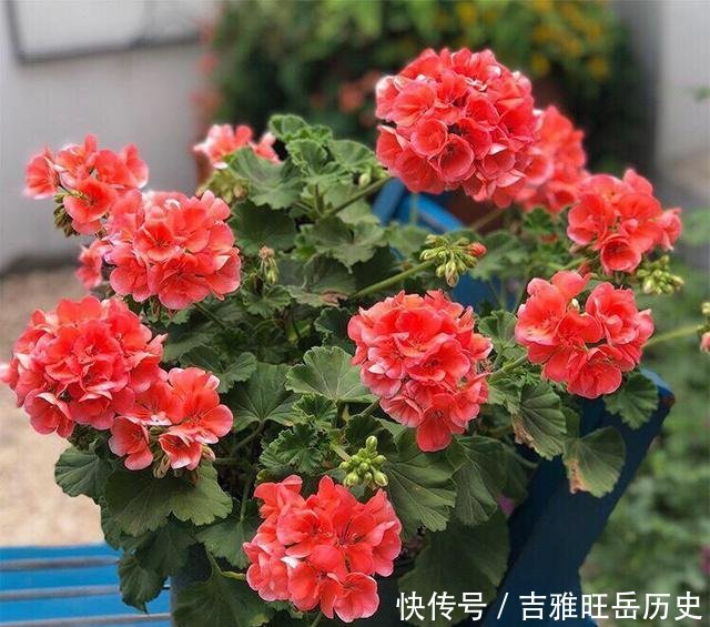  『旺盛』天气越冷，2种花开得越旺盛，放在窗台“开爆盆”，谁见都说好