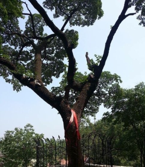  「树木」这棵树地球只剩一棵，就在中国，其珍贵程度高于国宝！