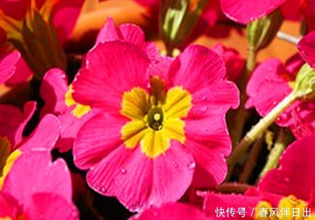  [冬季]它是世界上非常流行的冬季盆花，养护好元旦春节都可看花，真美