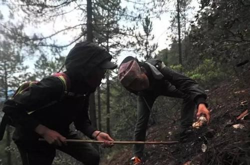  #独特的香味和#5年才能长成，在日本3万元一斤，认为它“以形补形”，真的吗？